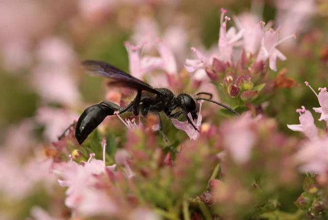 Isodontia mexicana - mexikói fűdarázs