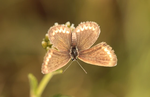 Plebejus argus - ezüstös boglárka
