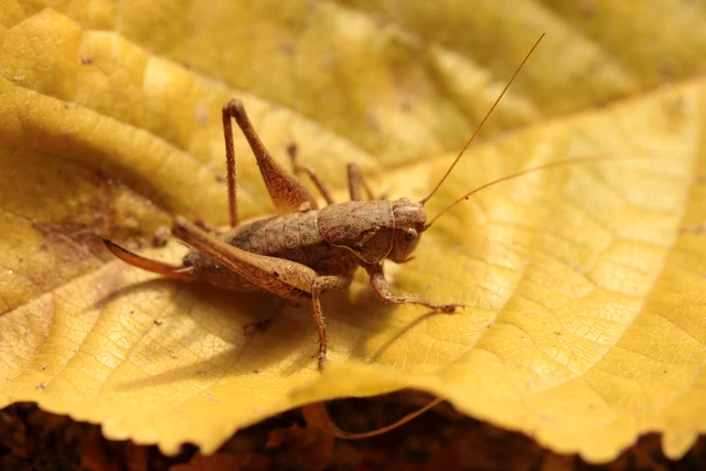 Pholidoptera griseoaptera - szürke avarszöcske Pholidoptera griseoaptera - szürke avarszöcske