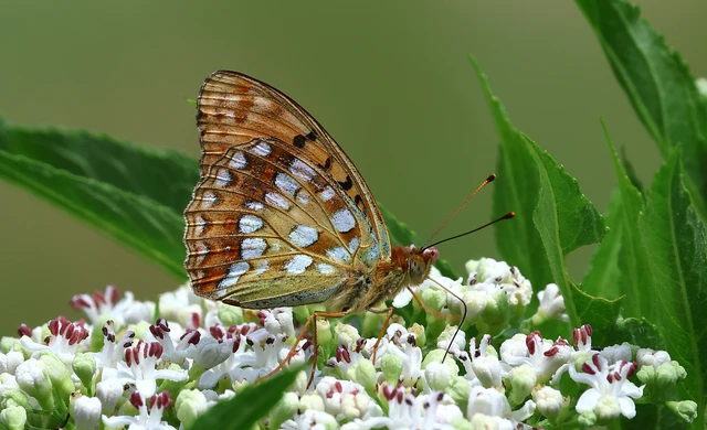 Argynnis adippe - ezüstös gyöngyházlepke