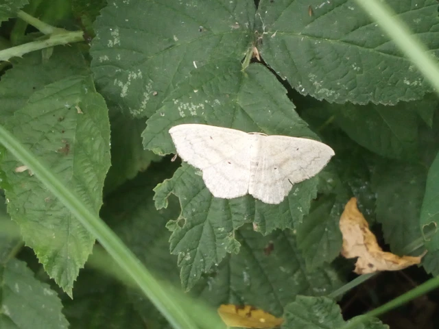 Scopula nigropunctata - feketepettyes araszoló