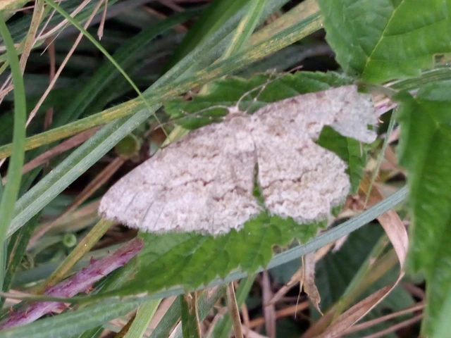 Ectropis crepuscularia - avararaszoló
