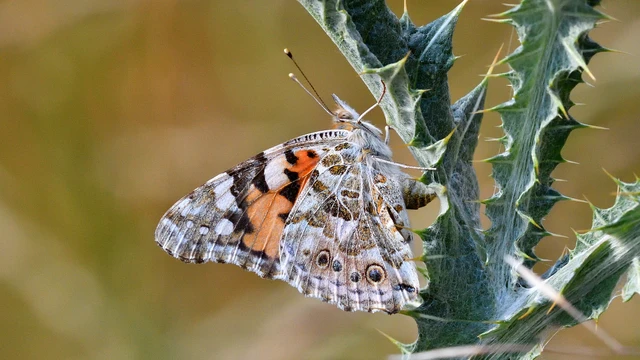 Vanessa cardui - bogáncslepke
