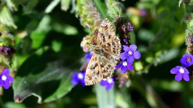 Carcharodus alceae - mályva-busalepke