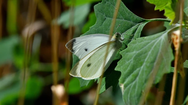 Pieris rapae - répalepke