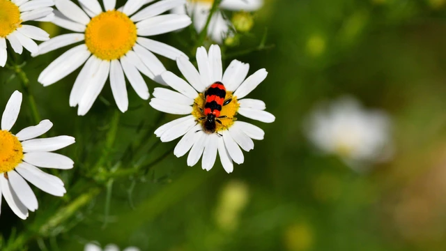 Trichodes apiarius - szalagos méhészbogár