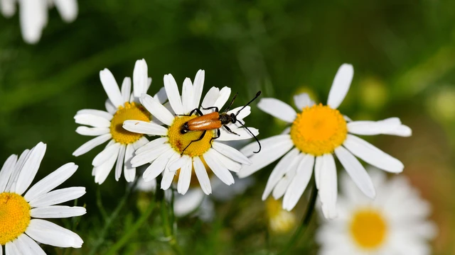 Stictoleptura fulva - vörhenyes virágcincér
