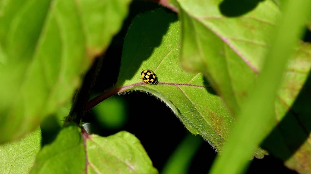 Propylea quatuordecimpunctata - tizennégypettyes füsskata