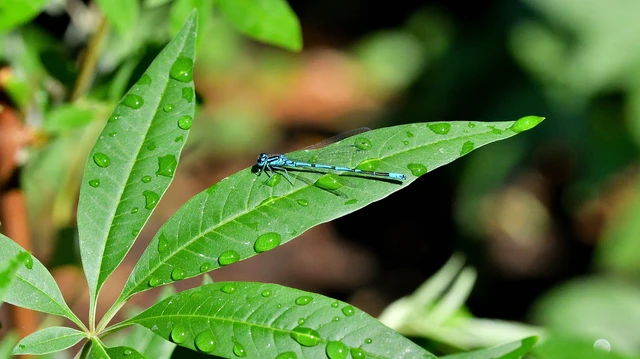 Coenagrion puella - azúrkék légivadász Coenagrion puella - azúrkék légivadász