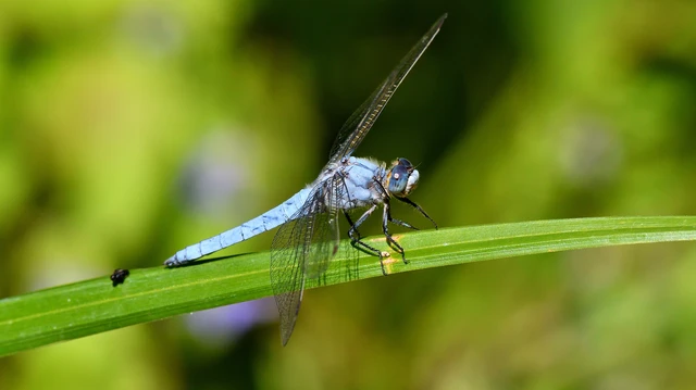 Orthetrum brunneum - pataki pásztorszitakötő