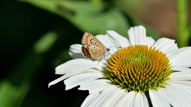 Aricia agestis - szerecsenboglárka