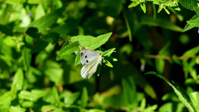 Pieris rapae - répalepke