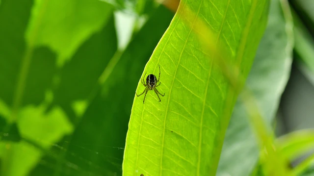 Araneae - Pókok