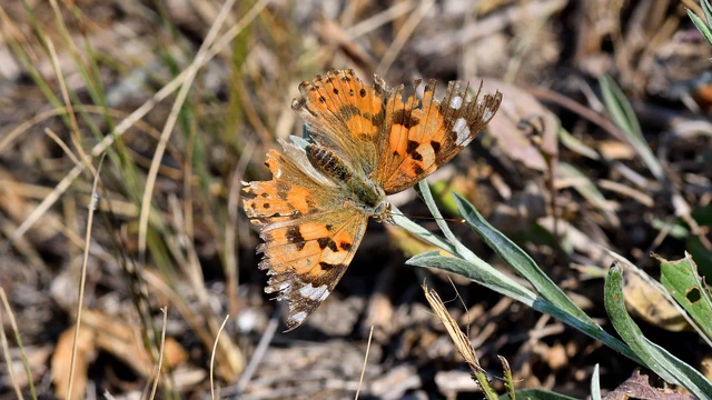 Vanessa cardui - bogáncslepke