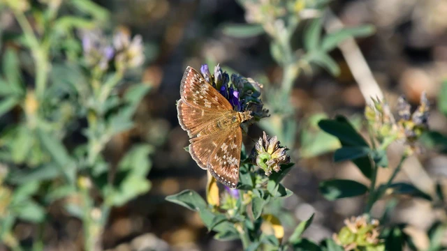 Erynnis tages - cigánylepke
