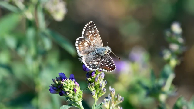 Pyrgus armoricanus - feles busalepke