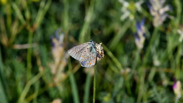 Polyommatus bellargus - égszínű boglárka