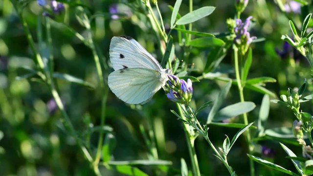 Pieris napi - repcelepke