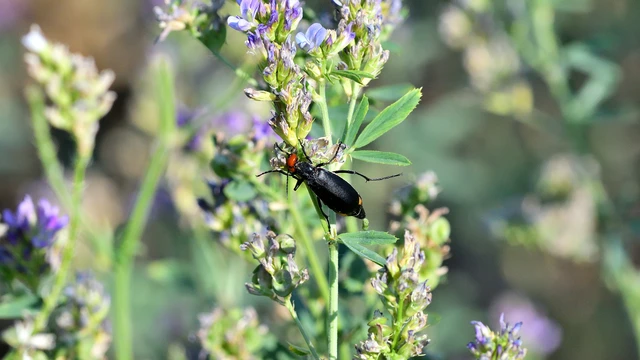 Epicauta rufidorsum - hollóbogár