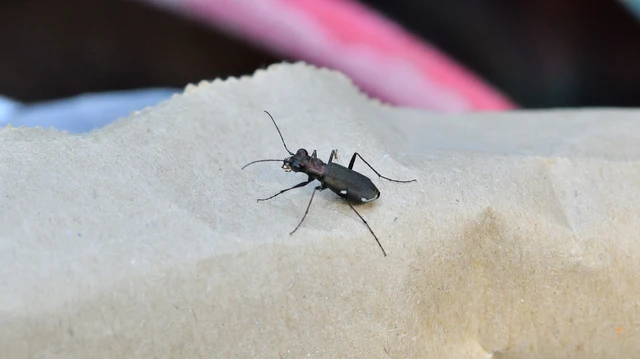 Cylindera germanica - parlagi homokfutrinka