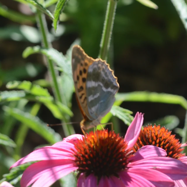 Argynnis paphia - nagy gyöngyházlepke