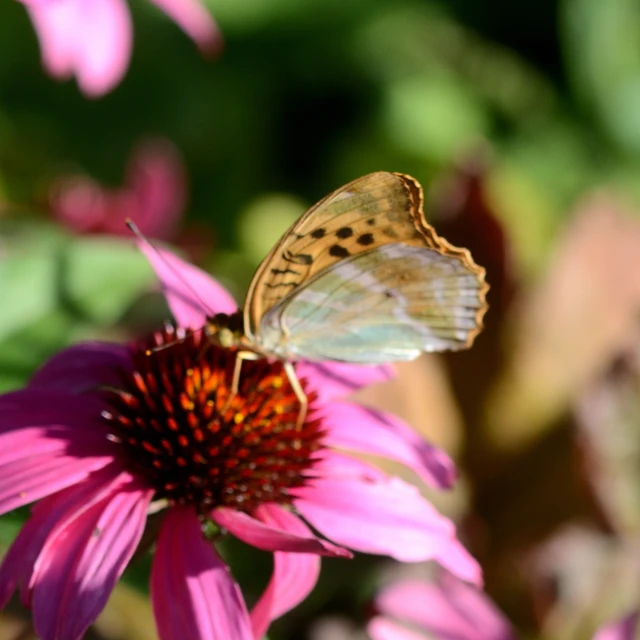 Argynnis paphia - nagy gyöngyházlepke