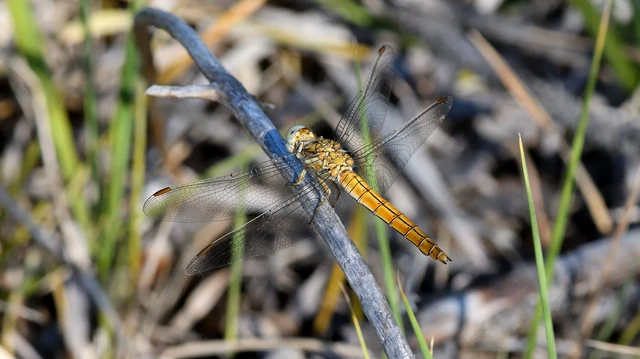 Orthetrum brunneum - pataki pásztorszitakötő