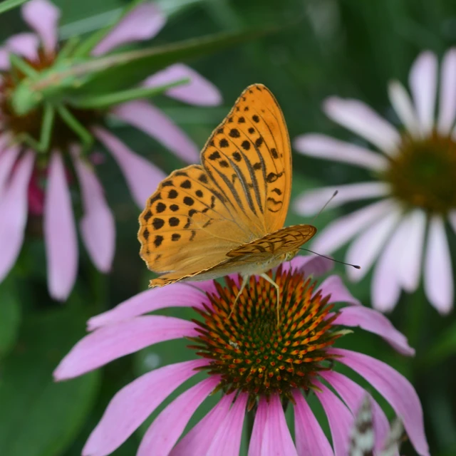 Argynnis paphia - nagy gyöngyházlepke