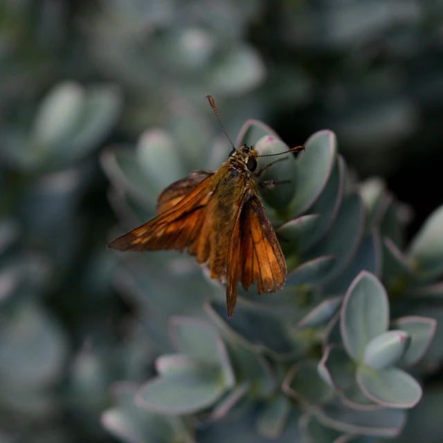 Ochlodes sylvanus - erdei busalepke
