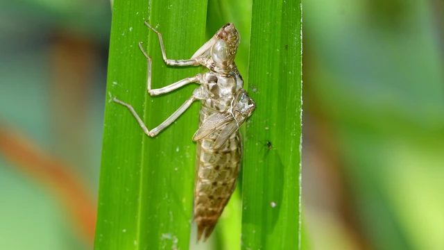 Aeshnidae - karcsú acsák Aeshnidae - karcsú acsák