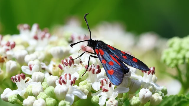 Zygaena