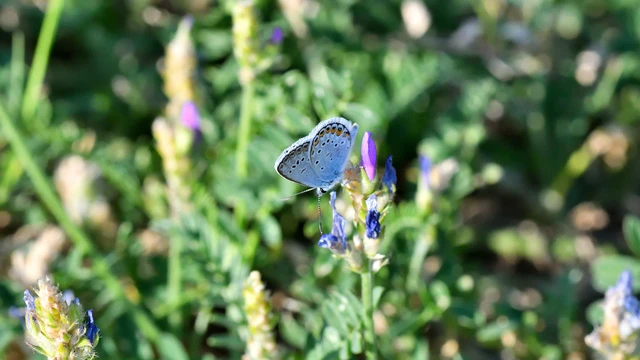 Plebejus argus - ezüstös boglárka