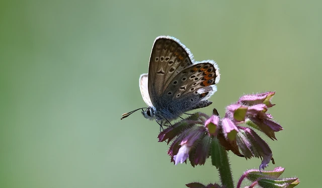 Plebejus argus - ezüstös boglárka