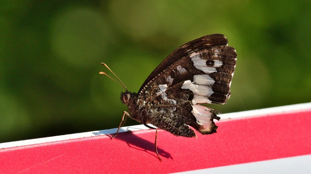 Brintesia circe - fehéröves szemeslepke