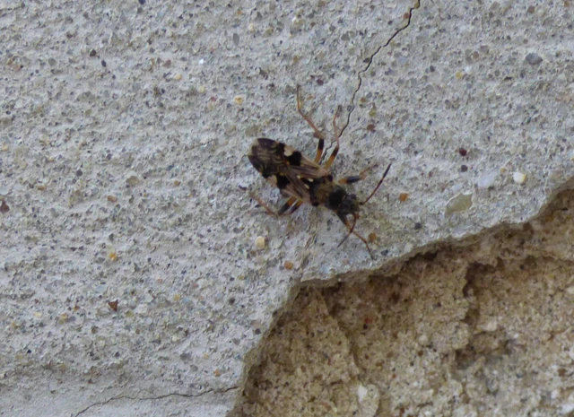 Beosus maritimus - homoki bodobács
