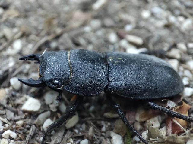 Dorcus parallelipipedus - kis szarvasbogár