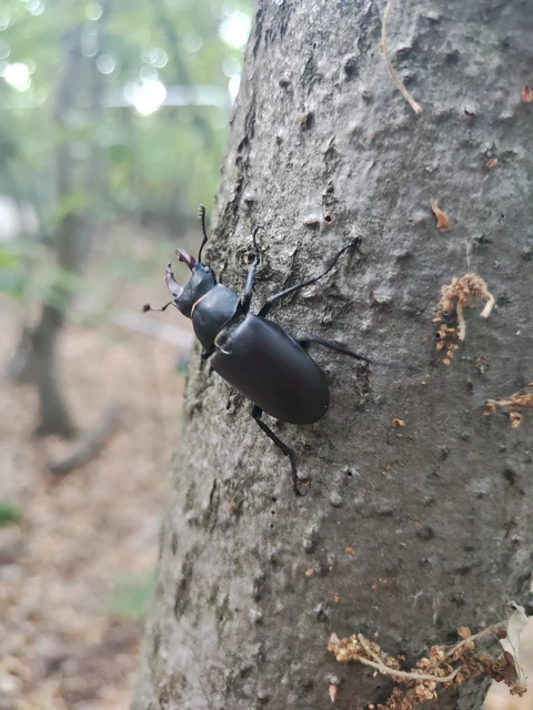 Lucanus cervus - nagy szarvasbogár