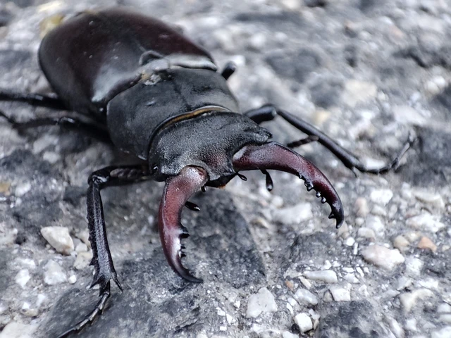 Lucanus cervus - nagy szarvasbogár