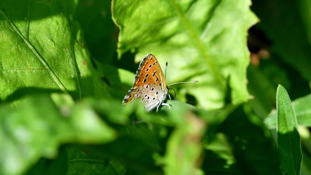 Lycaena thersamon - kis tűzlepke