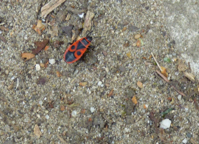 Pyrrhocoris apterus - verőköltő poloska