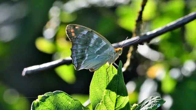 Argynnis paphia - nagy gyöngyházlepke