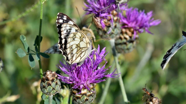 Melanargia galathea - sakktáblalepke