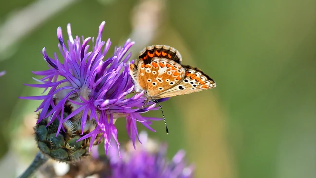 Aricia agestis - szerecsenboglárka