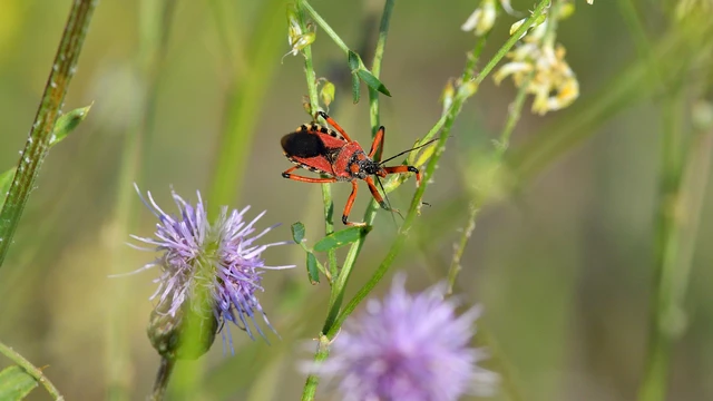 Rhynocoris iracundus - közönséges gyilkospoloska