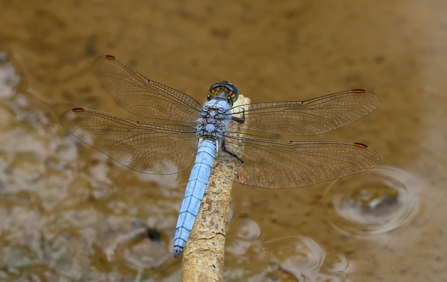 Orthetrum brunneum - pataki pásztorszitakötő
