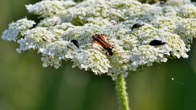 Stenopterus rufus - tarkacsápú keskenyfedőscincér