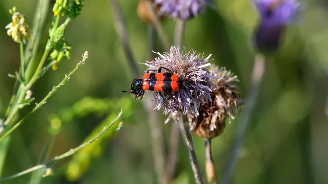 Trichodes apiarius - szalagos méhészbogár