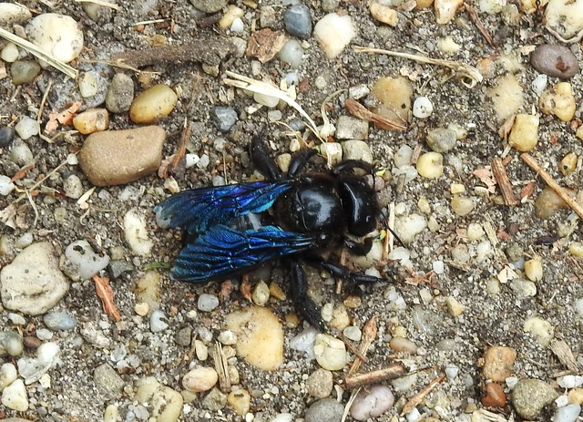 Xylocopa