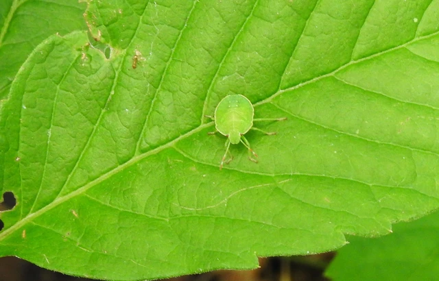 Pentatomidae - címerespoloskák Pentatomidae - címerespoloskák