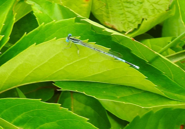Platycnemis pennipes - széleslábú szitakötő
